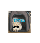 まるぷーらん（個別スタンプ：6）