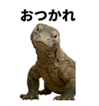 BIG！コモドドラゴン【コモドオオトカゲ】（個別スタンプ：1）