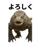 BIG！コモドドラゴン【コモドオオトカゲ】（個別スタンプ：3）