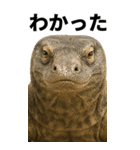 BIG！コモドドラゴン【コモドオオトカゲ】（個別スタンプ：5）