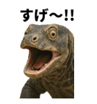 BIG！コモドドラゴン【コモドオオトカゲ】（個別スタンプ：6）