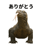 BIG！コモドドラゴン【コモドオオトカゲ】（個別スタンプ：8）