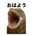 BIG！コモドドラゴン【コモドオオトカゲ】（個別スタンプ：9）