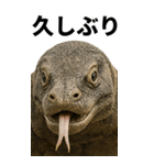 BIG！コモドドラゴン【コモドオオトカゲ】（個別スタンプ：10）