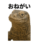 BIG！コモドドラゴン【コモドオオトカゲ】（個別スタンプ：12）