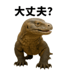 BIG！コモドドラゴン【コモドオオトカゲ】（個別スタンプ：13）