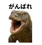 BIG！コモドドラゴン【コモドオオトカゲ】（個別スタンプ：15）