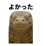 BIG！コモドドラゴン【コモドオオトカゲ】（個別スタンプ：16）