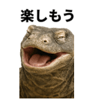 BIG！コモドドラゴン【コモドオオトカゲ】（個別スタンプ：17）