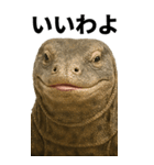 BIG！コモドドラゴン【コモドオオトカゲ】（個別スタンプ：18）