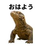BIG！コモドドラゴン【コモドオオトカゲ】（個別スタンプ：19）
