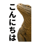 BIG！コモドドラゴン【コモドオオトカゲ】（個別スタンプ：20）