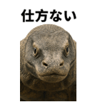 BIG！コモドドラゴン【コモドオオトカゲ】（個別スタンプ：21）