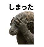 BIG！コモドドラゴン【コモドオオトカゲ】（個別スタンプ：22）