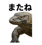 BIG！コモドドラゴン【コモドオオトカゲ】（個別スタンプ：24）