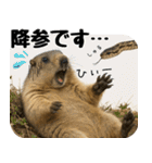 マーモット盛り合わせ 3（個別スタンプ：4）