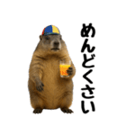 マーモット盛り合わせ 3（個別スタンプ：8）