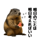 マーモット盛り合わせ 3（個別スタンプ：10）