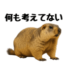 マーモット盛り合わせ 3（個別スタンプ：11）
