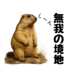 マーモット盛り合わせ 3（個別スタンプ：12）