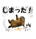マーモット盛り合わせ 3（個別スタンプ：19）