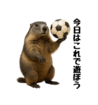 マーモット盛り合わせ 3（個別スタンプ：29）