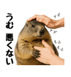 マーモット盛り合わせ 3（個別スタンプ：37）
