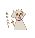 パーティー！おのみちわんこ てるき（個別スタンプ：7）