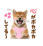 毎日使える！感情ゆたかでかわいい柴犬（個別スタンプ：1）