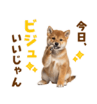 毎日使える！感情ゆたかでかわいい柴犬（個別スタンプ：2）