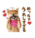 毎日使える！感情ゆたかでかわいい柴犬（個別スタンプ：4）