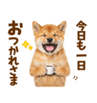 毎日使える！感情ゆたかでかわいい柴犬（個別スタンプ：5）