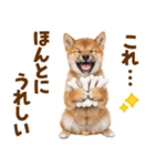 毎日使える！感情ゆたかでかわいい柴犬（個別スタンプ：6）