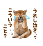 毎日使える！感情ゆたかでかわいい柴犬（個別スタンプ：7）