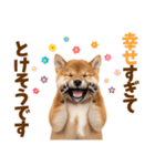毎日使える！感情ゆたかでかわいい柴犬（個別スタンプ：8）