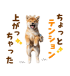 毎日使える！感情ゆたかでかわいい柴犬（個別スタンプ：9）