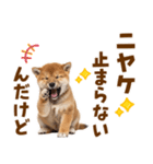 毎日使える！感情ゆたかでかわいい柴犬（個別スタンプ：10）