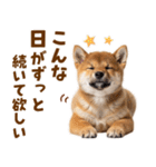 毎日使える！感情ゆたかでかわいい柴犬（個別スタンプ：11）