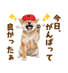 毎日使える！感情ゆたかでかわいい柴犬（個別スタンプ：12）