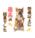 毎日使える！感情ゆたかでかわいい柴犬（個別スタンプ：13）