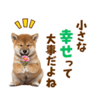 毎日使える！感情ゆたかでかわいい柴犬（個別スタンプ：14）