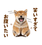 毎日使える！感情ゆたかでかわいい柴犬（個別スタンプ：16）