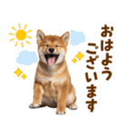 毎日使える！感情ゆたかでかわいい柴犬（個別スタンプ：17）
