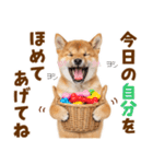 毎日使える！感情ゆたかでかわいい柴犬（個別スタンプ：18）