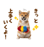 毎日使える！感情ゆたかでかわいい柴犬（個別スタンプ：19）