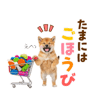 毎日使える！感情ゆたかでかわいい柴犬（個別スタンプ：20）