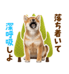毎日使える！感情ゆたかでかわいい柴犬（個別スタンプ：22）