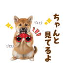毎日使える！感情ゆたかでかわいい柴犬（個別スタンプ：23）