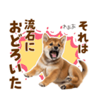 毎日使える！感情ゆたかでかわいい柴犬（個別スタンプ：24）