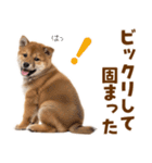 毎日使える！感情ゆたかでかわいい柴犬（個別スタンプ：25）